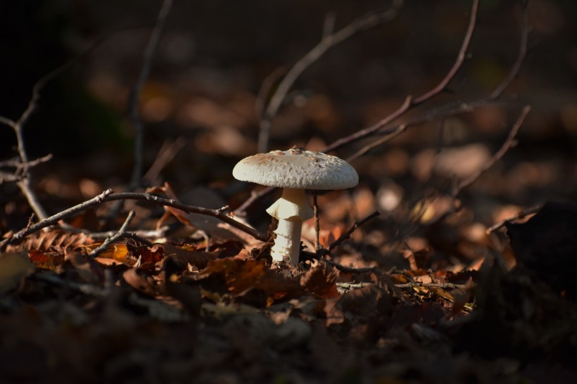 阴凉地上的一只蘑菇图片