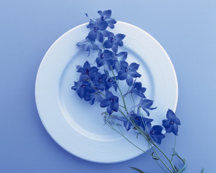 用花卉装饰盘子的艺术摄影图片
