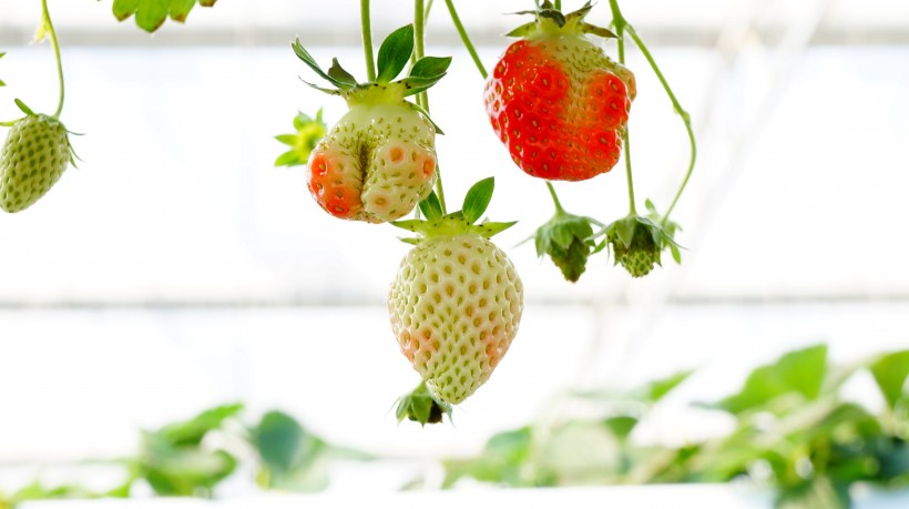 未成熟的草莓图片