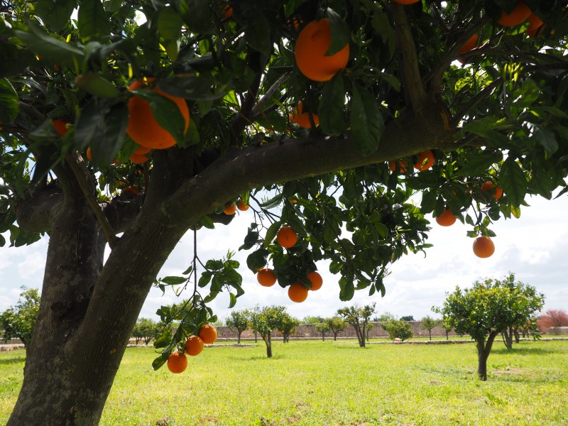 树枝上的橘子图片