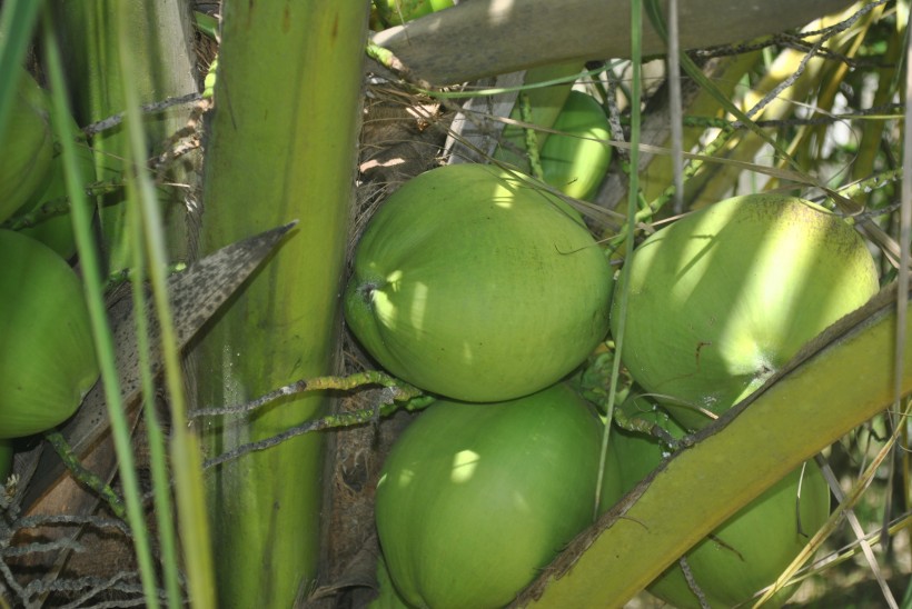 树上的绿椰子图片