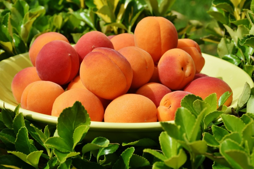 夏季成熟的杏子图片