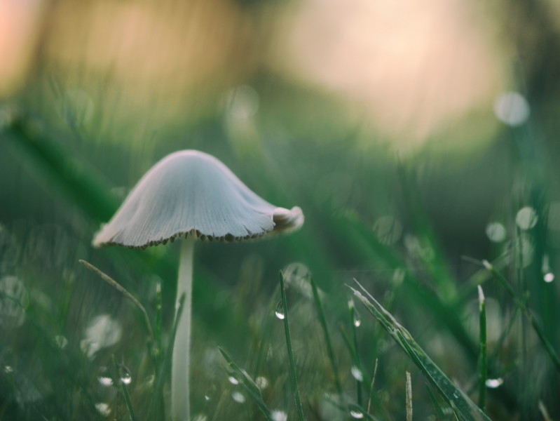生长在地上的蘑菇图片