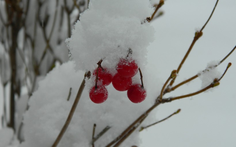 冬日的红色浆果图片
