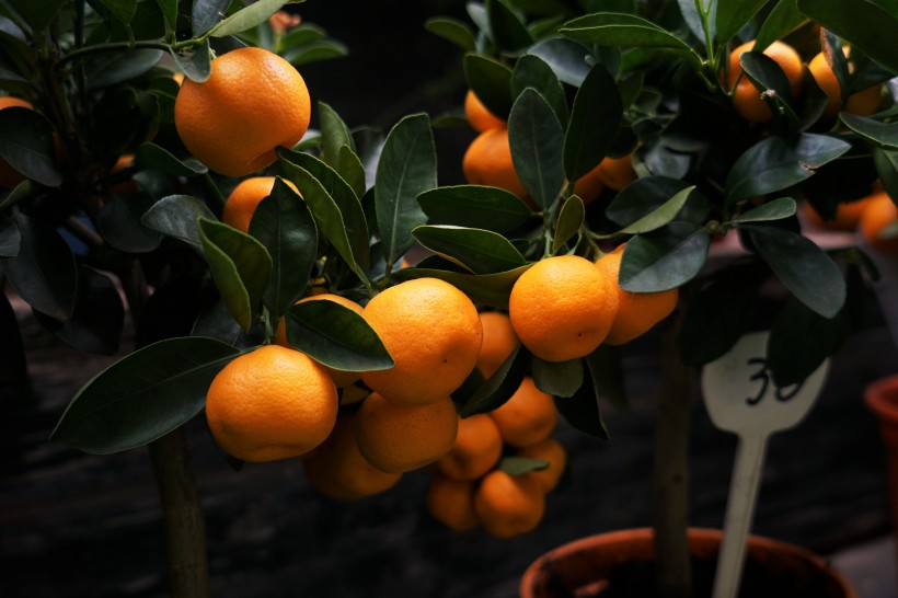 树枝上的橘子图片