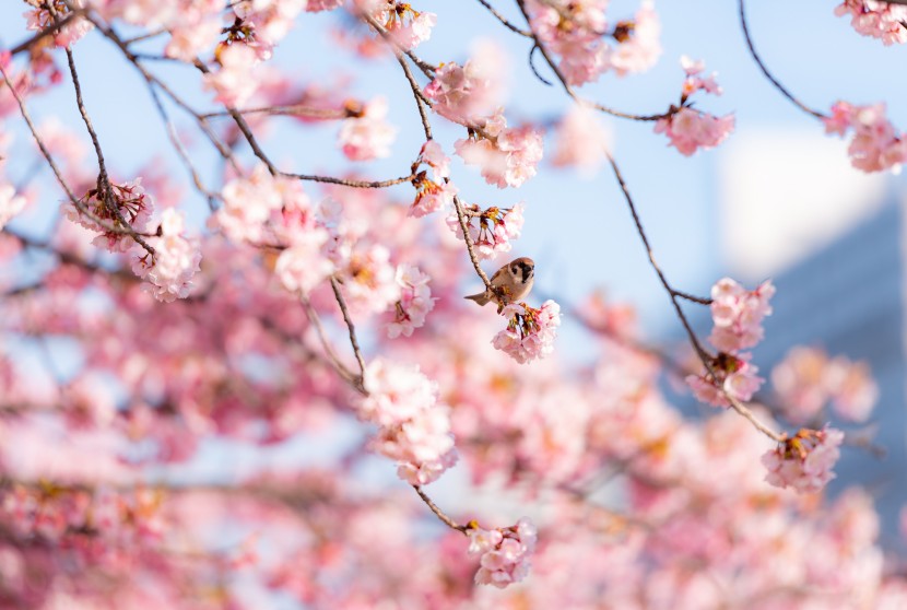 开的绚丽热闹的樱花图片