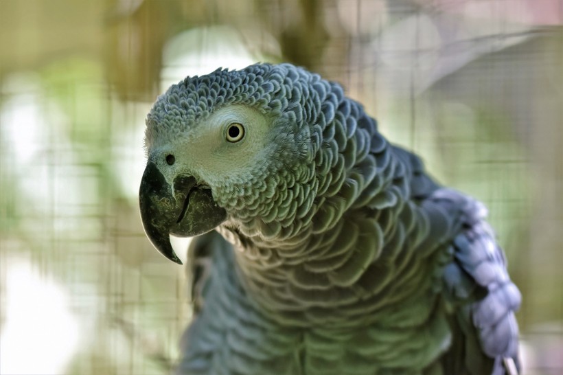 有趣的非洲灰鹦鹉头部图片