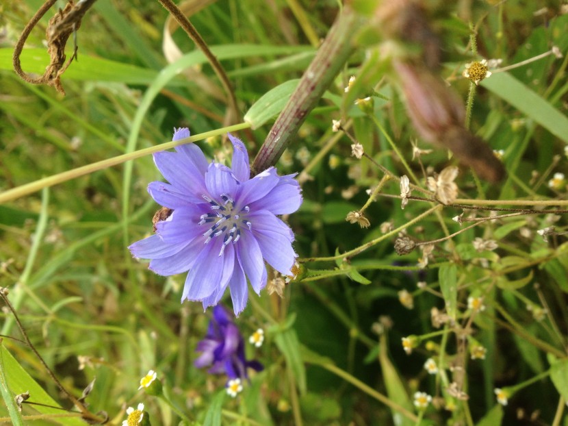 花色青蓝的菊苣图片