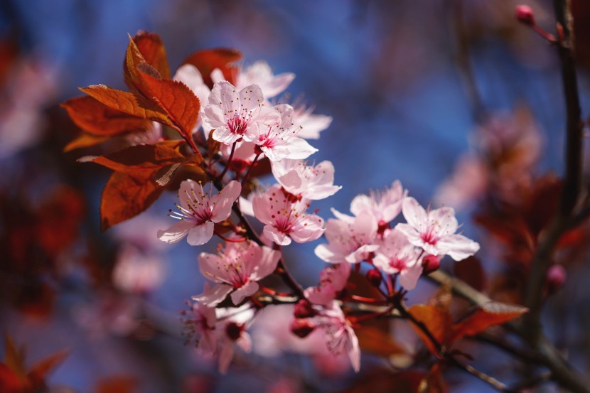 开的绚丽热闹的樱花图片