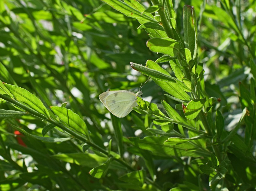 白色的菜粉蝶图片 