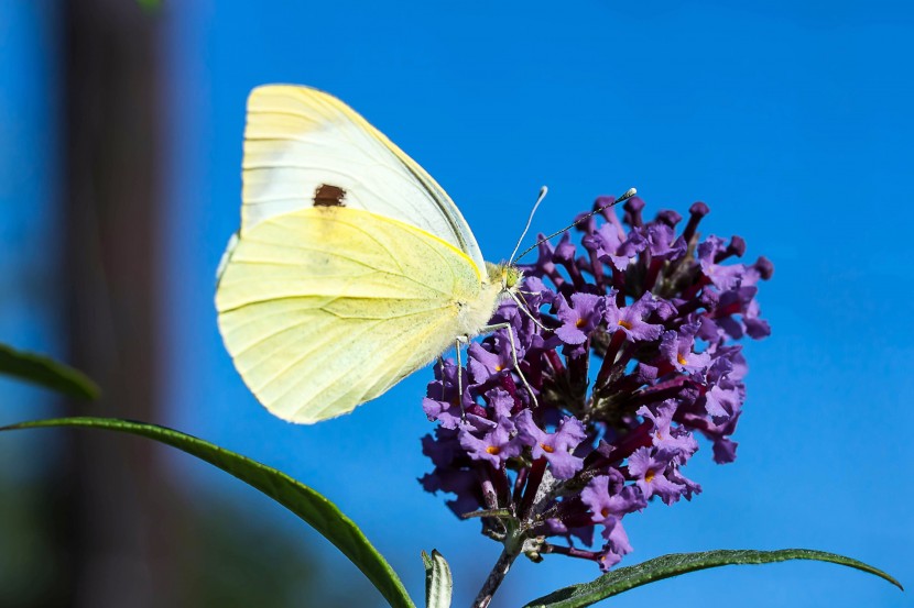 白色的菜粉蝶图片 