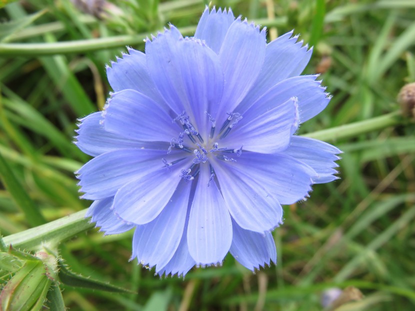 花色青蓝的菊苣图片