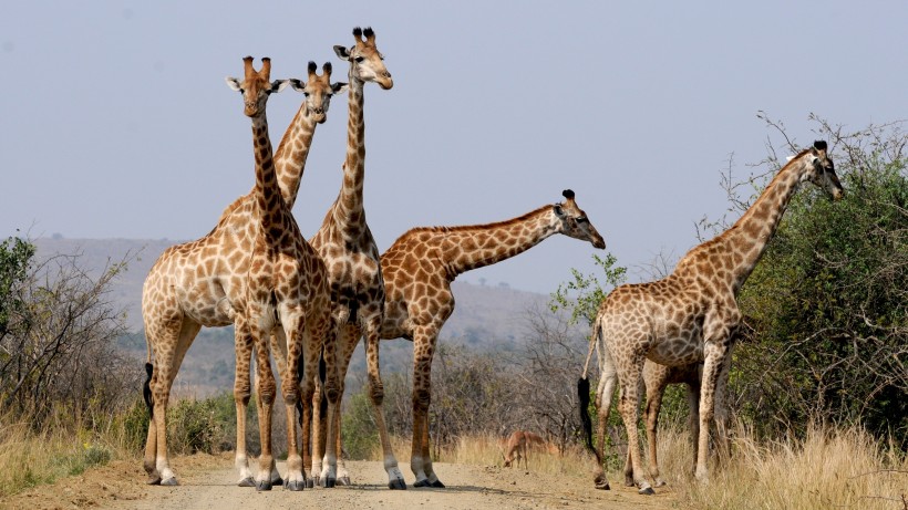 身材高大的长颈鹿图片