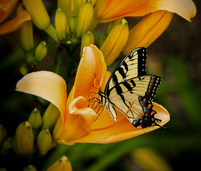 喜欢追逐花朵的蝴蝶图片