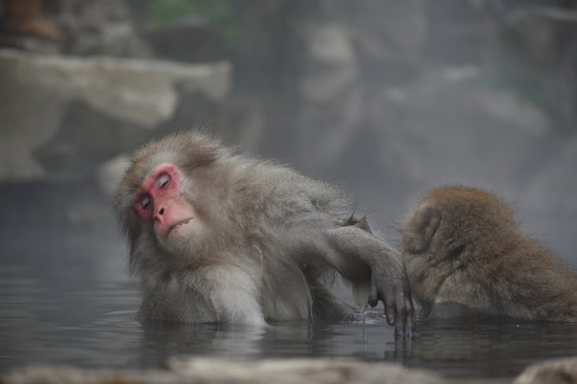温泉嬉戏的猕猴图片