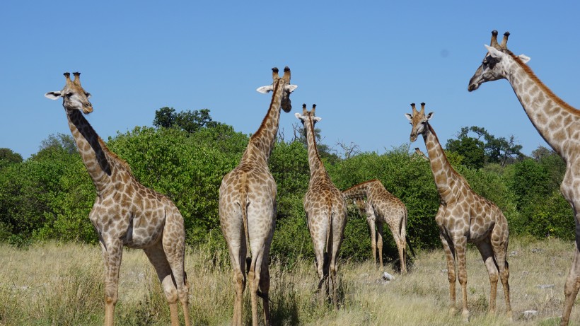 身材高大的长颈鹿图片