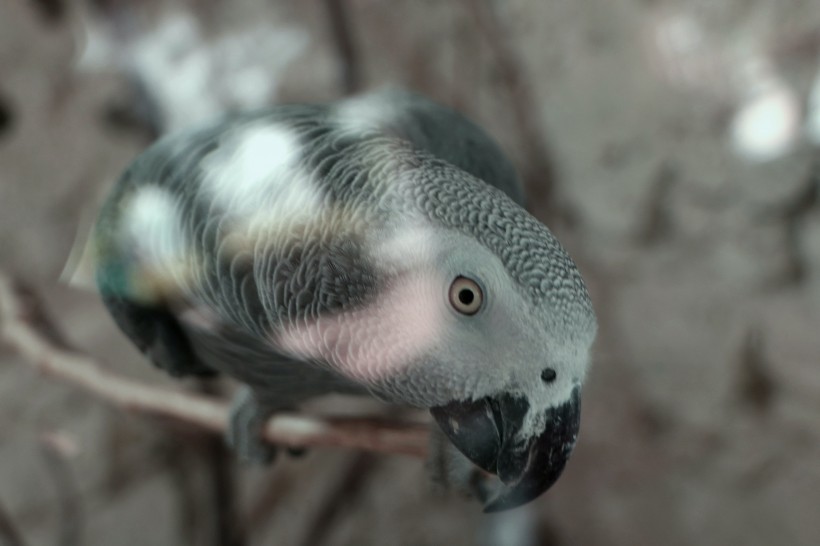 有趣的非洲灰鹦鹉头部图片