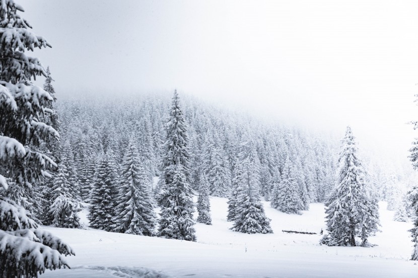 冬季寂静的森林图片