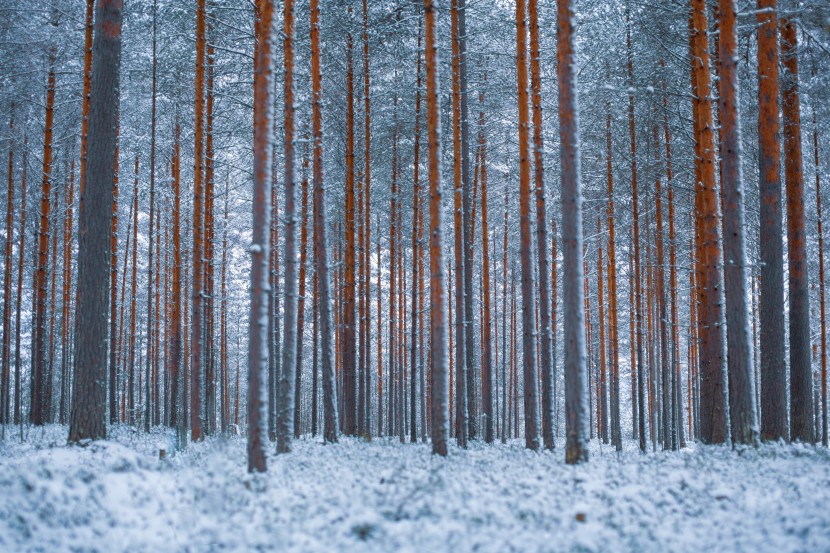 冬季寂静的森林图片