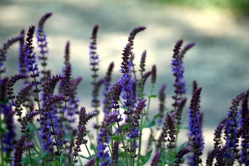 蓝紫色的鼠尾草花图片