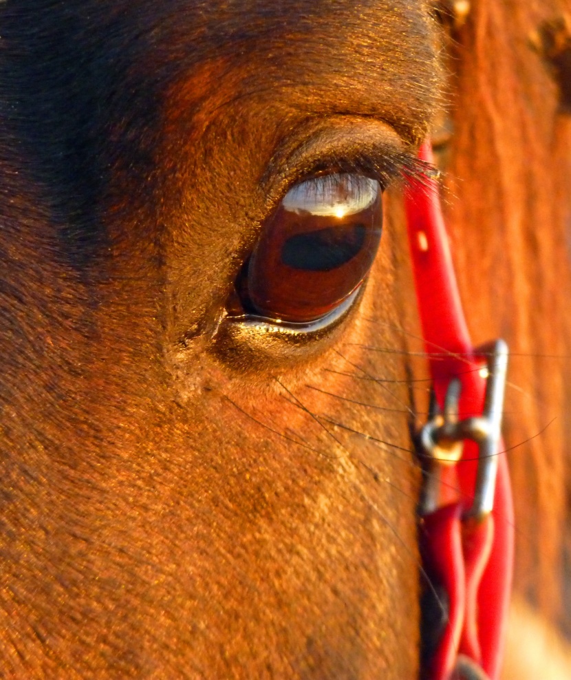 马的眼睛特写图片