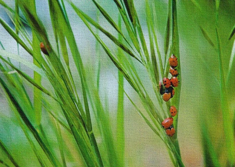 绿色植物上的瓢虫图片