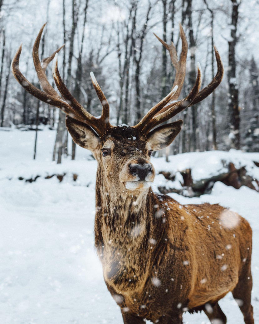冬季雪中的鹿图片