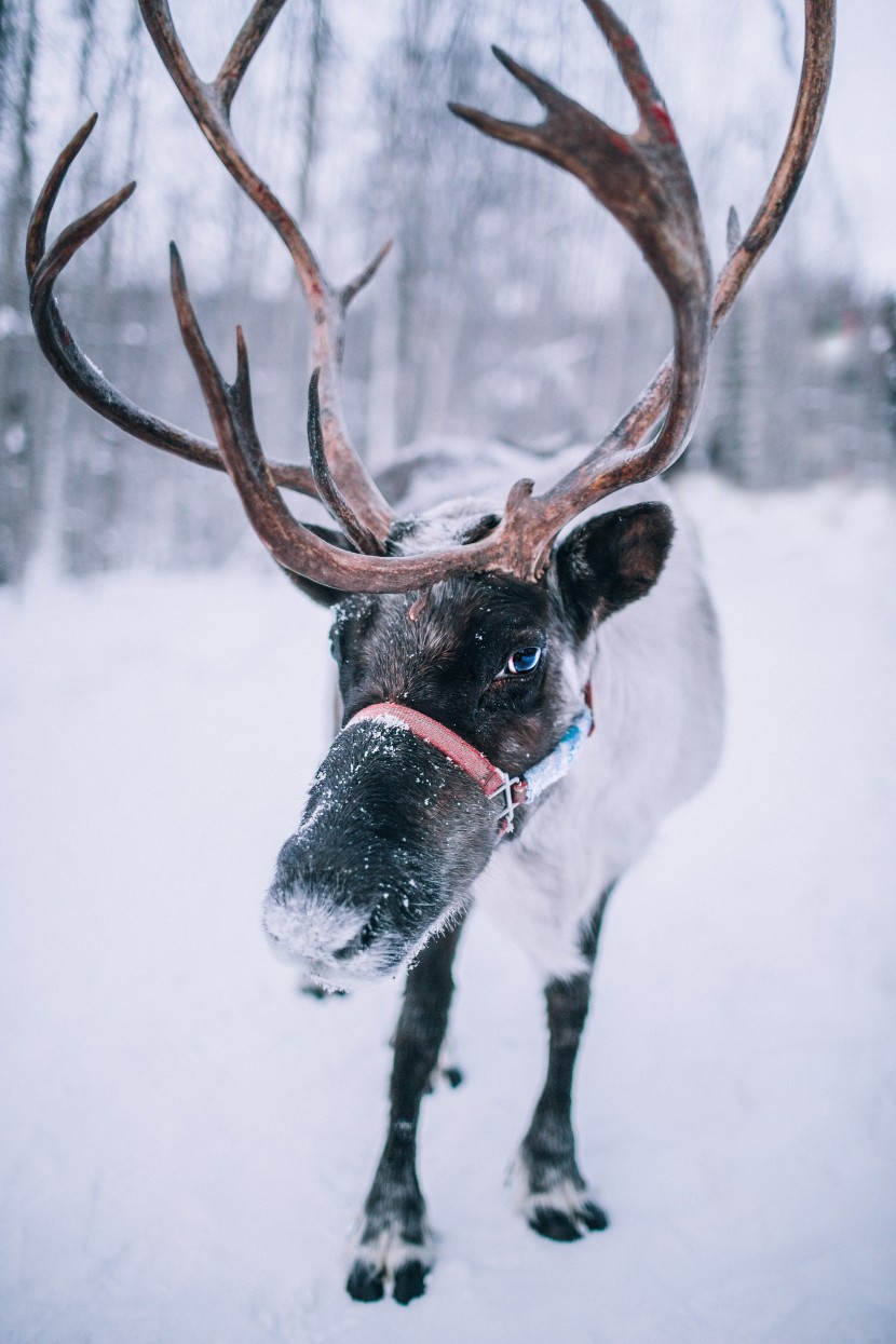 冬季雪中的鹿图片