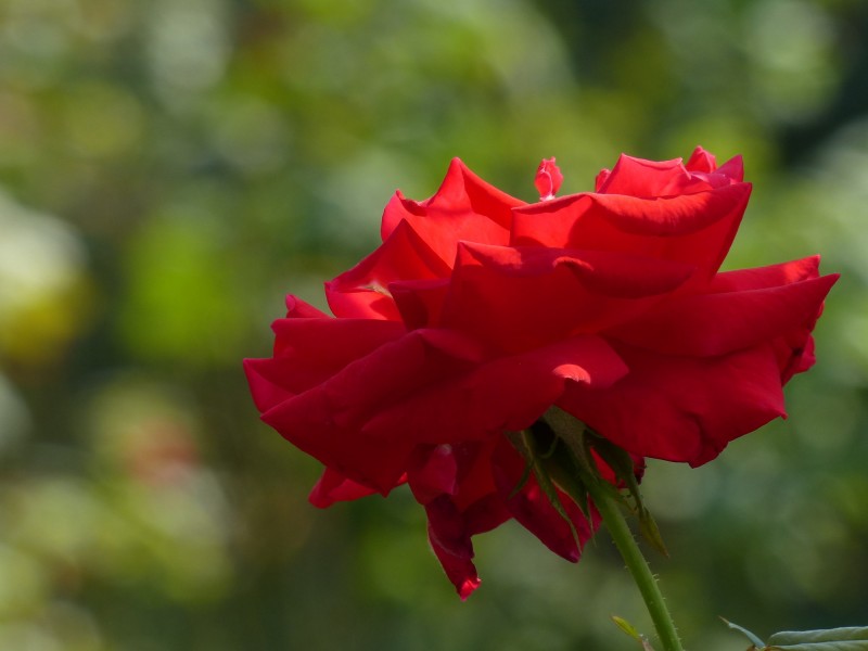鲜艳红玫瑰图片