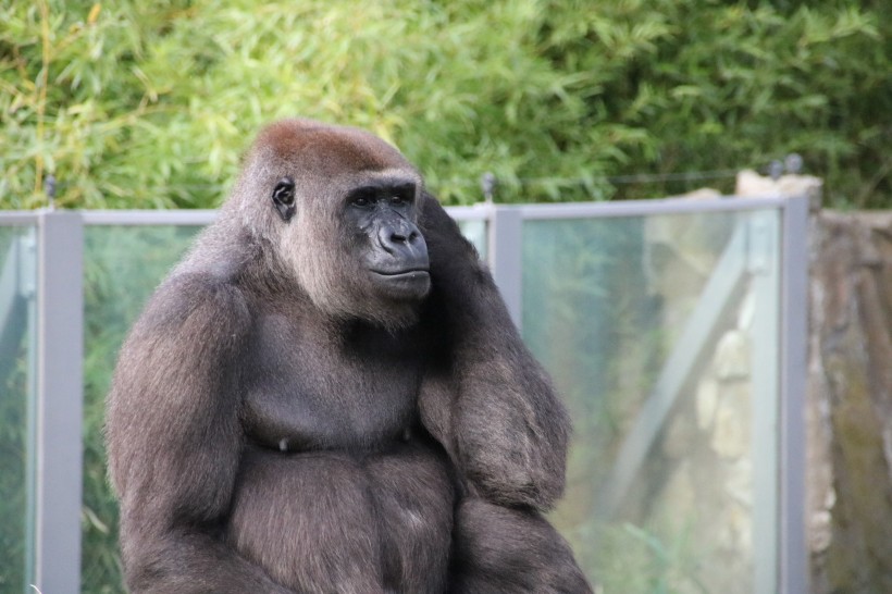 体型庞大的银背大猩猩图片 