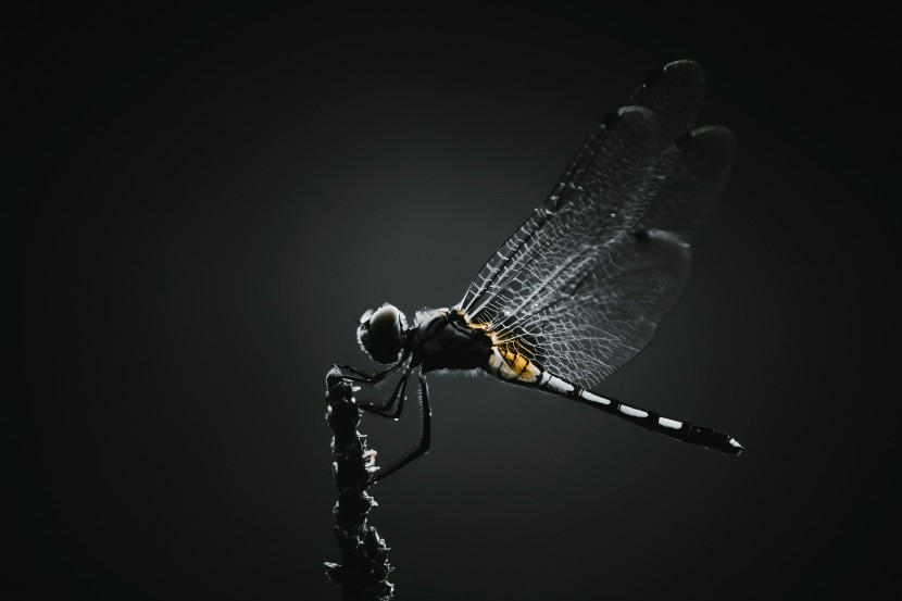 飞来飞去的蜻蜓图片
