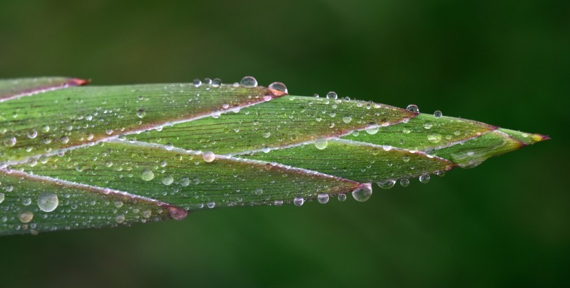 植物上晶莹剔透的露珠图片