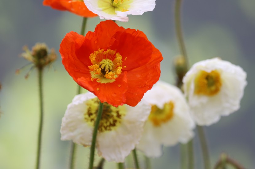 魅惑艳丽的罂粟花图片