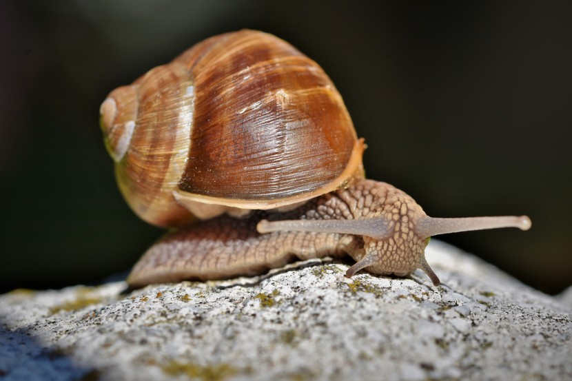 可爱小巧的蜗牛图片