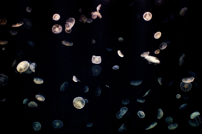 海洋中随波逐流的水母图片
