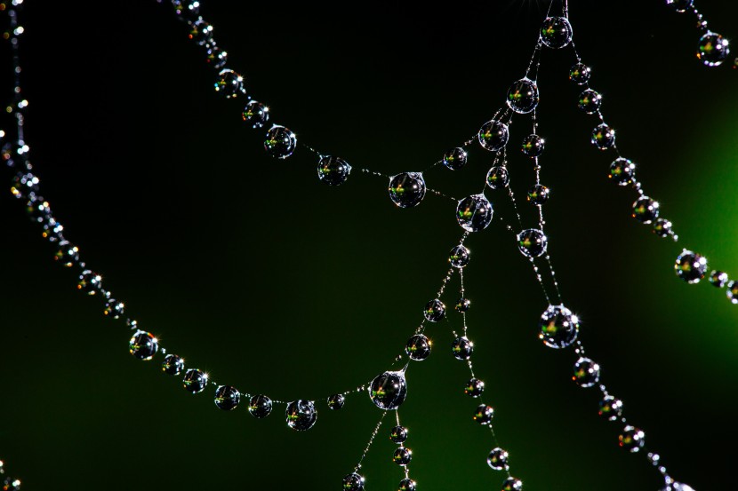 八卦形的蜘蛛网图片