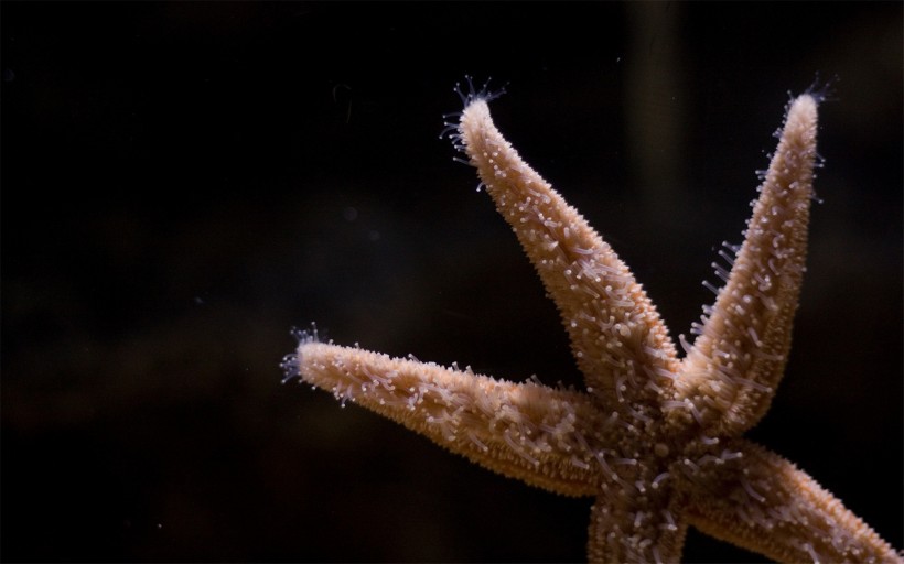棘皮动物海星图片