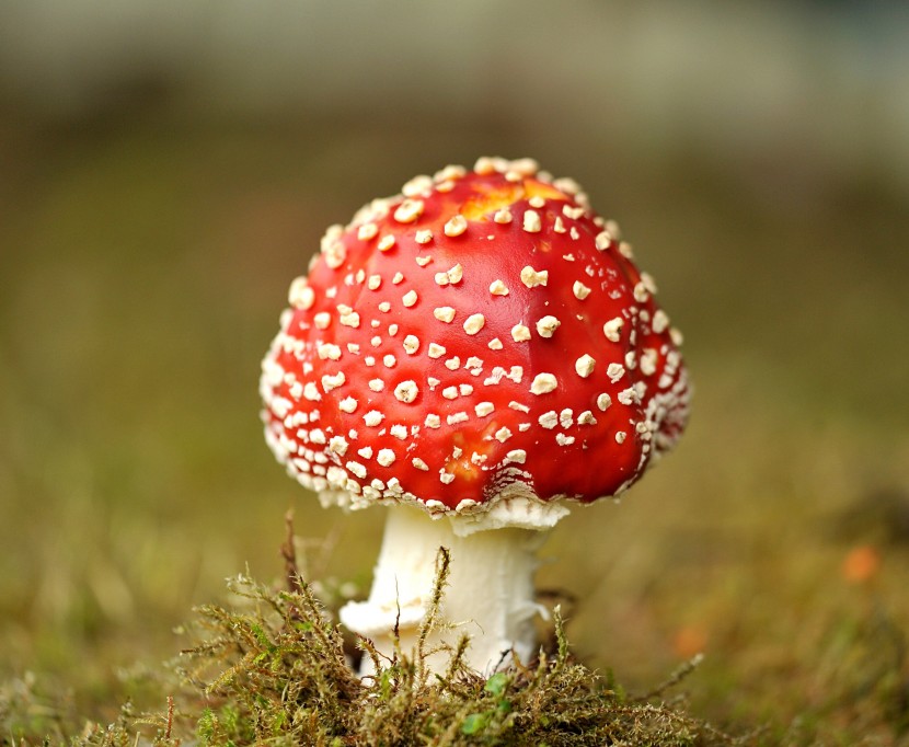 毒性很强的毒鹅膏菌蘑菇图片