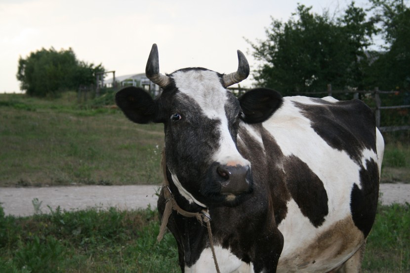 草原上的淳朴奶牛图片