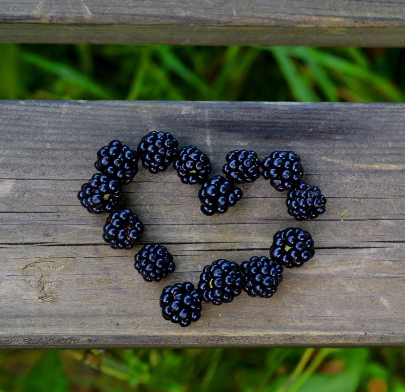 富含花青素的黑莓图片(10张)