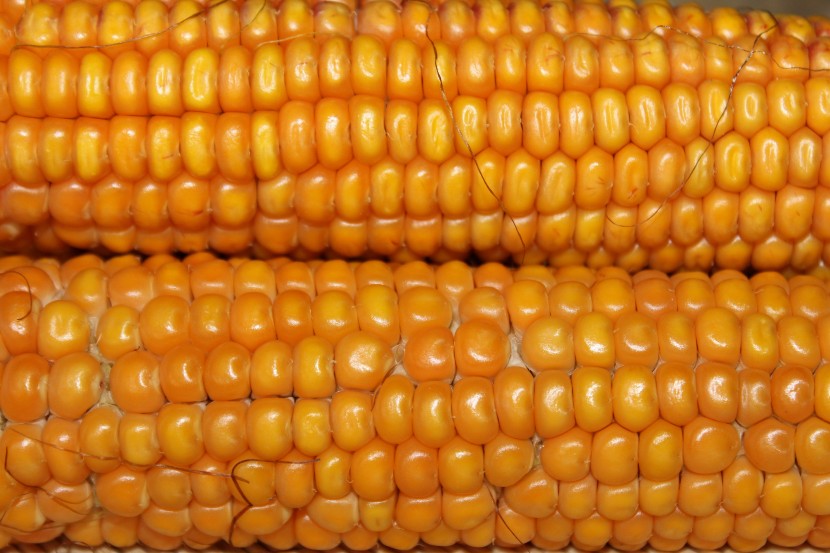 金色营养的玉米图片