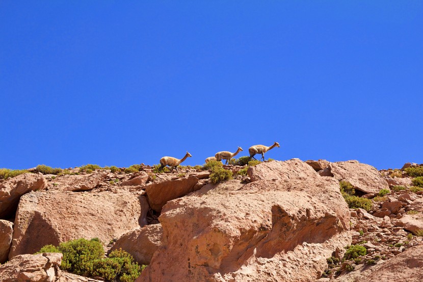 智利阿塔卡马沙漠自然风景图片