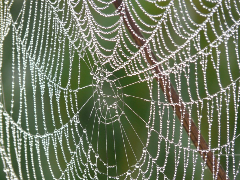 结实紧密的蜘蛛网图片