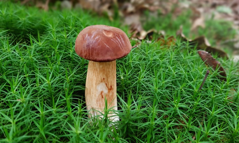 新鲜的栗子蘑菇图片