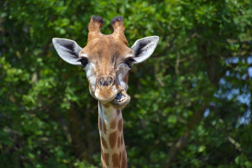 世界上最高的动物长颈鹿图片