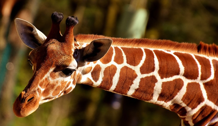 世界上最高的动物长颈鹿图片