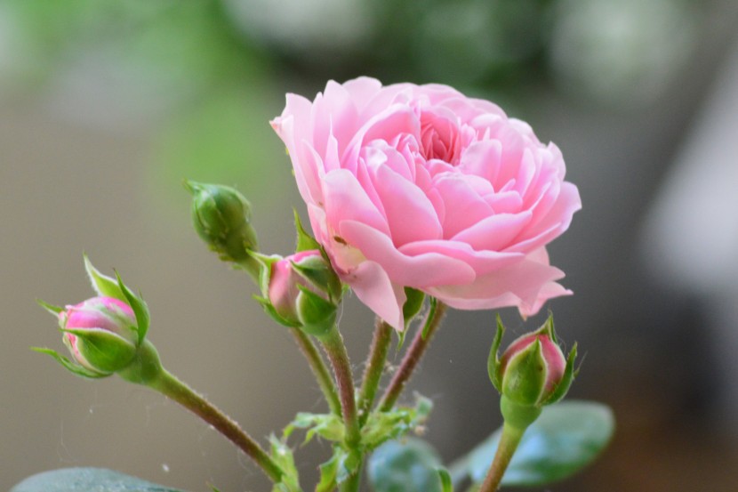 婀娜多姿的粉玫瑰图片