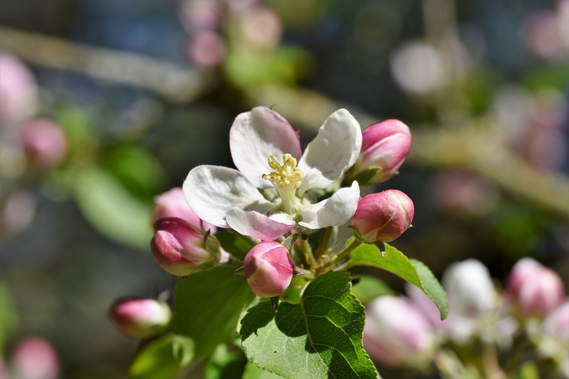 花朵色泽鲜艳的苹果花图片