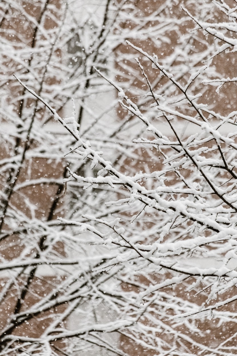 白茫茫的冬季雪景图片