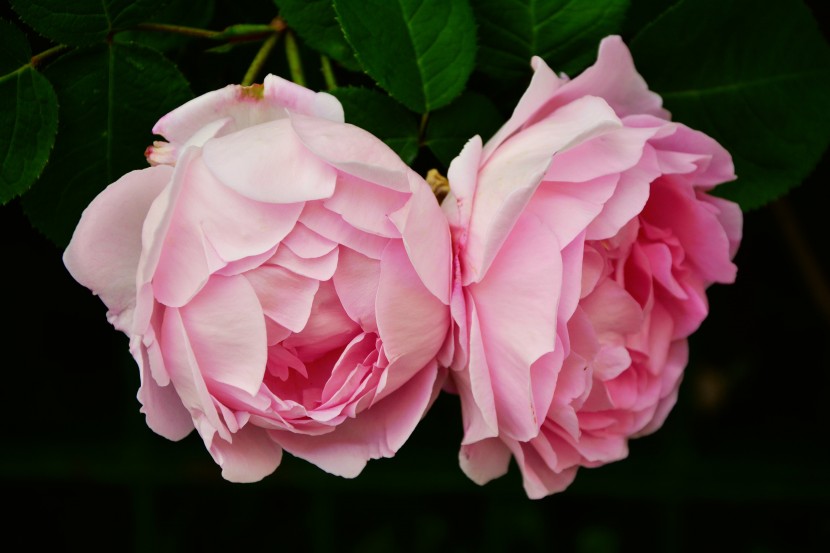 婀娜多姿的粉玫瑰图片